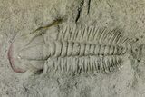 Cambrian Trilobite (Termierella) With Pos/Neg - Issafen, Morocco #170925-2